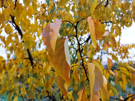Yellowed leaves. Yellow leaves on an apricot tree. Beautiful yellow foliage in October. Autumn landscape.の写真素材