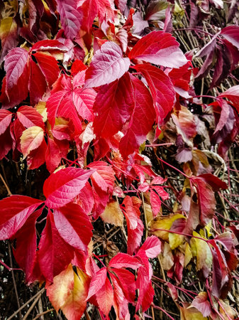 Wild grapes with red leaves. Red leaves in autumn on wild grapes. Autumnal, red leaves on a climbing plant.の写真素材