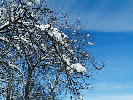 Snow lies on the branches of trees against the sky. Against the background of the sky, the branches of the tree are covered with white snow. Snow on the trees is winter.の写真素材