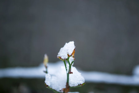 The bud on the rose is covered with snow. Leaves on a rose in the snow. Small leaves in the snow on a gray background.の写真素材
