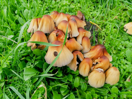 Lots of orange mushrooms in the green grass. Oats in the grass. Mushrooms grow as a shrub in the grass. brown mushrooms.の写真素材