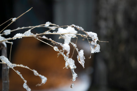 The frozen branch on the plant is covered with snow and ice. A branch of a shrub in the snow. The branch of the bush is covered with snow and ice on a gray-brown background.の写真素材