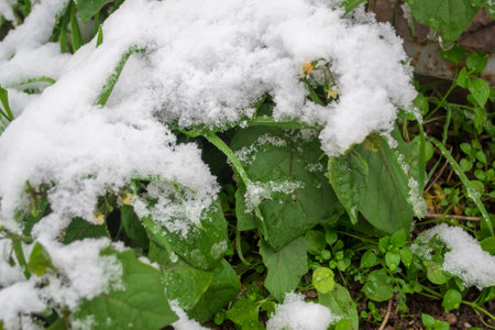 Plants under the snow. Lots of green plants under the blanket of snow. Snow covered the green plants.の写真素材