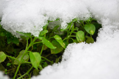 Plants under the snow. Snow covered the green plants. Lots of green plants under the blanket of snow.の写真素材