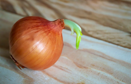 Sprouted onions on a wooden table. ECO Onions sprout. Onion head with green tail. Greens on onions.の写真素材