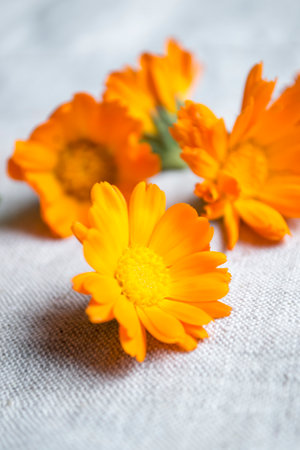 Calendula flowers on linen fabric. Orange marigold flowers on natural linen fabric. Drying of calendula flowers. Collected calendula flowers. Calendula buds lie on a light fabric.の写真素材