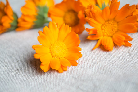 Calendula flowers on linen fabric. Drying of calendula flowers. Collected calendula flowers. Calendula buds lie on a light fabric.の写真素材