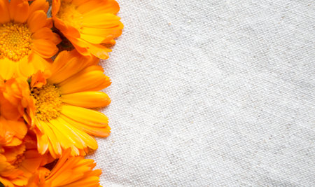 Marigold flowers on linen fabric. Calendula flowers on a light tablecloth. orange buds lie on a light fabric background.の写真素材