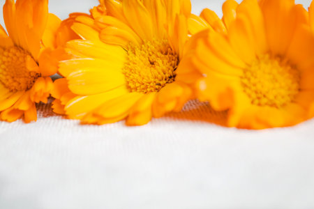 Marigold flowers on linen fabric. orange buds lie on a light fabric background. Calendula flowers on a light tablecloth.の写真素材