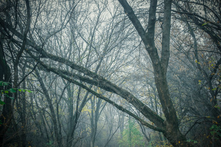 Mystical forest - trees in the thick of the fog. Trees in the fog. The mysterious forest is fog.の写真素材