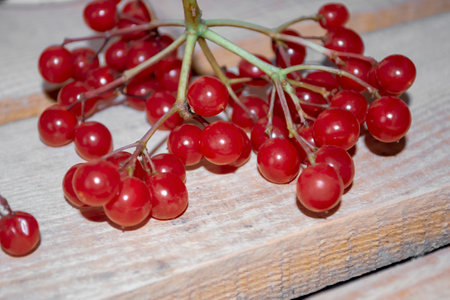 Viburnum berries on a wooden table. Winter Healthy berries are the first collection. A sprig of viburnum berries is on the table.の写真素材