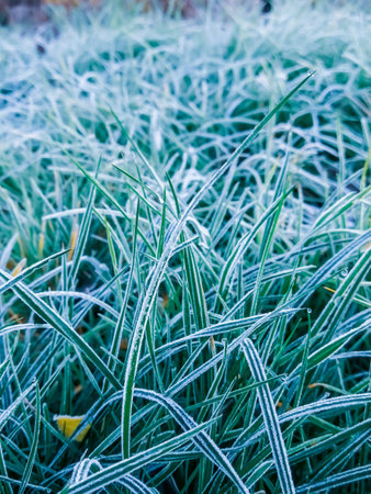 Grass under the snow. Snow covered the young grass. Autumn grass under the first snow.の写真素材