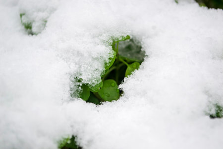 Green plants can be seen from under the snow. greenery is pierced by snow. Young grass under the snow.の写真素材