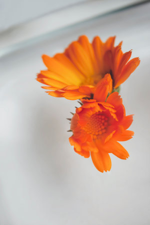 Calendula flowers float in the water. Vertical photo - Marigold buds in water on a white background .A delicate photo of orange flowers in a bowl of water.の写真素材