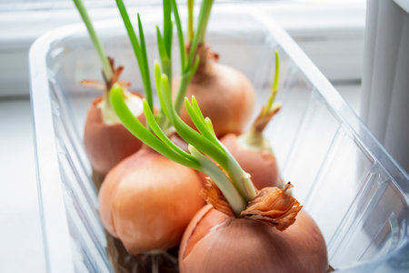 Sprouted green onions in a container on the window. On the windowsill is a container with a sprouted cibula. greenery on the windowsill in winter.の写真素材