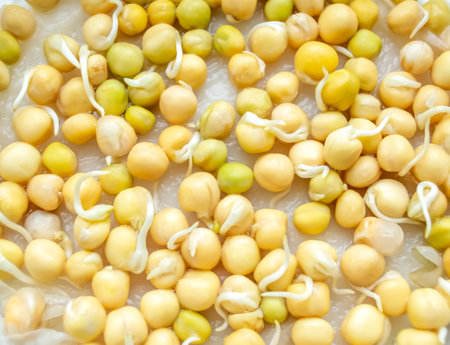 Sprouted green peas. the green pea beans sprouted. Young sprouts of green peas for sowing. microgreens of green peas.の写真素材