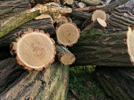 Firewood for winter firefighting. harvesting firewood for the winter. Lots of acacia. Firewood is...