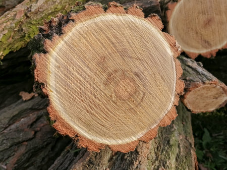 wood cut. Cut wood for firewood. A tree cut is the age of the tree in circles on a saw. Firewood for heating the house.の写真素材