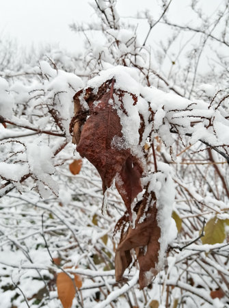 There is snow on a branch with leaves. The branch of the ornamental bush is covered with snow.の写真素材