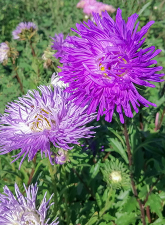 Purple chrysanthemums against the backdrop of greenery in the garden. Asters in the garden. Chrysanthemums bloomed in the garden. Lots of flowers in the garden.の写真素材