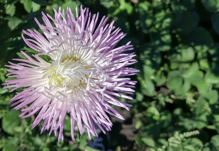 Pink aster on a green background. The pale pink color of the autumn chrysanthemum bud. The astra blossomed in the garden.の写真素材
