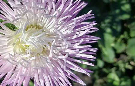 The astra blossomed in the garden. Pink aster on a green background. The pale pink color of the autumn chrysanthemum bud.の写真素材