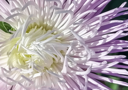 Pale pink aster bud - macro photography. The aster flower nearby is a pale purple color. Aster bud in the sun.の写真素材