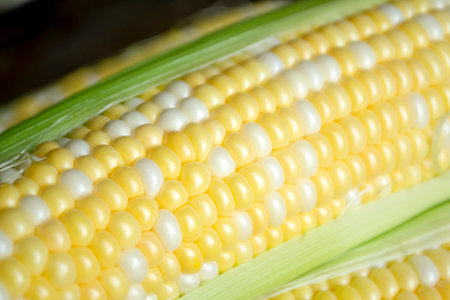 A close-up of the corn is pumped. Corn grains in kachan. Corn cob close-up with white and yellow grains.の写真素材
