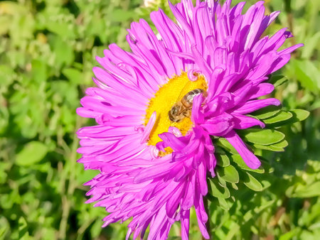 Wasp on an autumn chrysanthemum. A bee sits on a pink aster.の写真素材