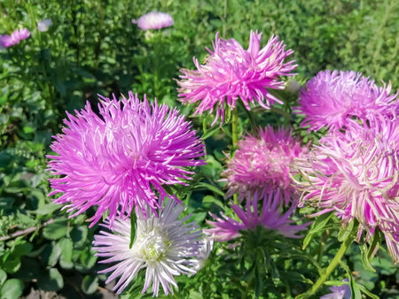 A purple aster bloomed in the garden. In the garden there is a purple chrysanthemum. Purple flowers in autumn.の写真素材