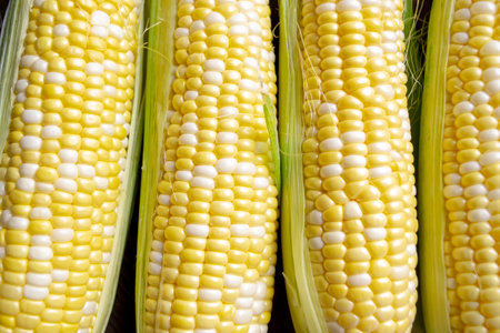 Four heads of corn are on the table. In a row lies corn. Corn cobs lie nearby. Young, two-tone corn.の写真素材