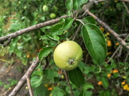 Green apple on a tree. The fruit of an apple tree. winter apple tree with fruit. Young fruits on an apple tree.の写真素材
