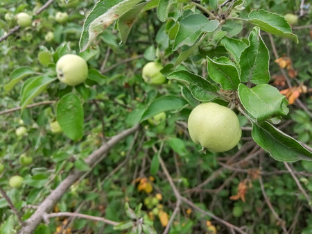 Green apple on a tree. Young fruits on an apple tree. The fruit of an apple tree. winter apple tree with fruit.の写真素材
