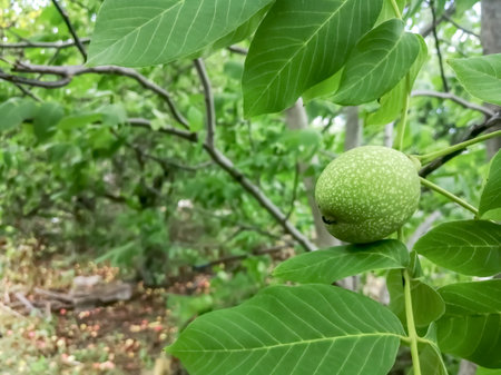 Walnut fruit on a tree. Green walnut fruits ripen on the garden tree. A green walnut hangs on a branch.の写真素材