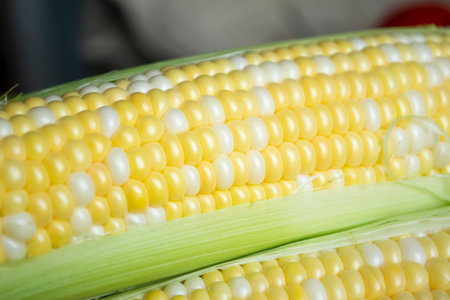 A corn cob close-up. Corn is colored with white and yellow grains.の写真素材