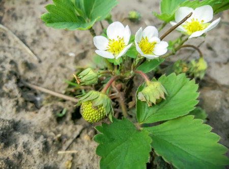 Young flowers on strawberries. Strawberry blossoms in spring. The first flowers and berries on strawberries. Strawberry bush with flowers.の写真素材