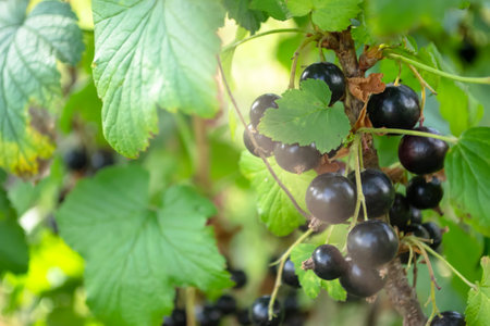 Black currant berries on a bush. Among the leaves of green are bunches of black currants. Ripe black currants are ready for harvesting.の写真素材