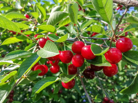 The harvest of red cherries is ripe. summer healthy berries - cherry on the tree.の写真素材