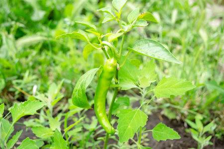 ON A small chili bush grows a large pod of pepper. A green pepper pod on a small bush.の写真素材