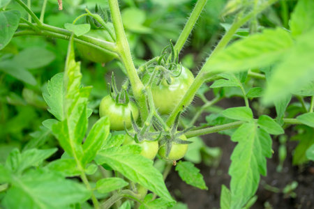 Green tomatoes grow on a bush in the garden. Tomatoes in the open ground - green fruits on branches. A large harvest of green tomatoes.の写真素材