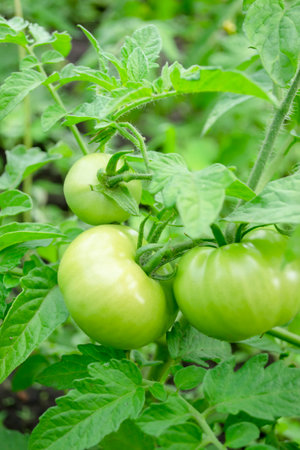Green tomatoes grow on a bush in the garden. A large harvest of green tomatoes. Tomatoes in the open ground - green fruits on branches.の写真素材
