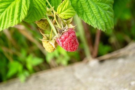 Red raspberries hang from a bush. A red berry hangs on a branch. Photo taken at an angle - raspberries on a bush.の写真素材