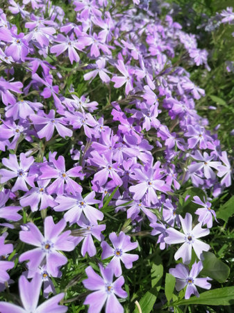 a lot of small purple flowers of the small periwinkle in spring, front view. purple background with flowersの写真素材
