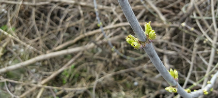 Buds on a lilac bush. Buds bloom on a large bush. spring buds on the bush.