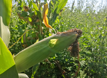 A corn cob on a plant. the corn in the field ripened. Corn has already ripened on the plant. first harvest.の写真素材
