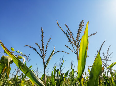 Flowering of corn against the sun. Corn plants in the field released flowers. Flowers on corn plants against a blue sky.の写真素材