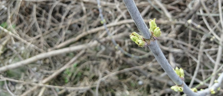 Buds on a lilac bush. spring buds on the bush. Buds bloom on a large bush.の写真素材