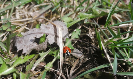 Ladybug on the grass. spring beetles. The first spring beetles are ladybugs. Beetle with red shell and black dots.の写真素材