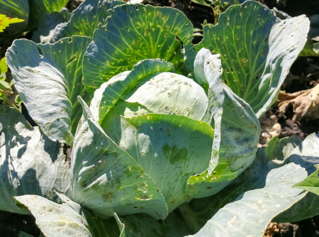Cabbage grows in the garden. There is winter cabbage on the bed. Cabbage eaten a beetles. a large head of cabbage in the garden.の写真素材