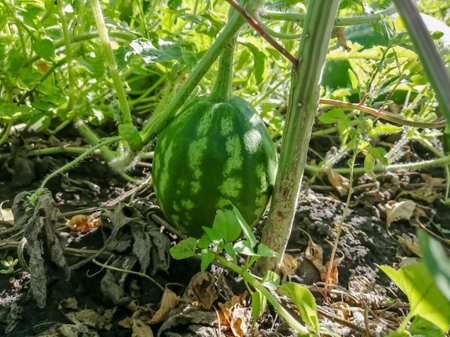 Watermelon on a bed under the leaves. a green, large watermelon ripens in the garden. Cultivation of watermelons.の写真素材